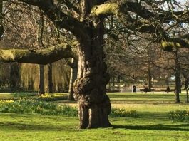 Einde voor iconische paardenkastanje in Westerpark