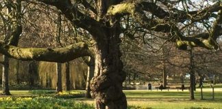 Einde voor iconische paardenkastanje in Westerpark