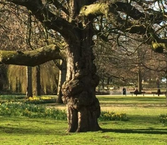 Einde voor iconische paardenkastanje in Westerpark