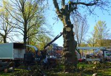 Iconische paardenkastanje in Westerpark geveld