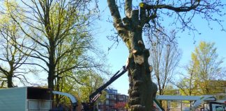 Iconische paardenkastanje in Westerpark geveld