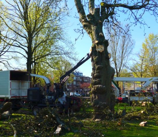 Iconische paardenkastanje in Westerpark geveld