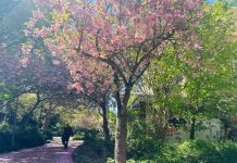 6x Amsterdam-West: welke lentewandeling past bij jou?