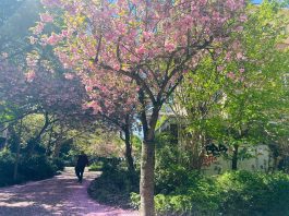 6x Amsterdam-West: welke lentewandeling past bij jou?