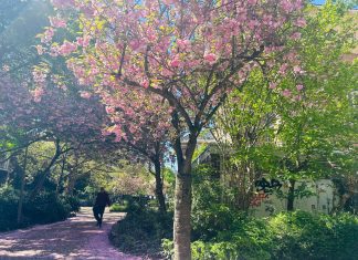 6x Amsterdam-West: welke lentewandeling past bij jou?