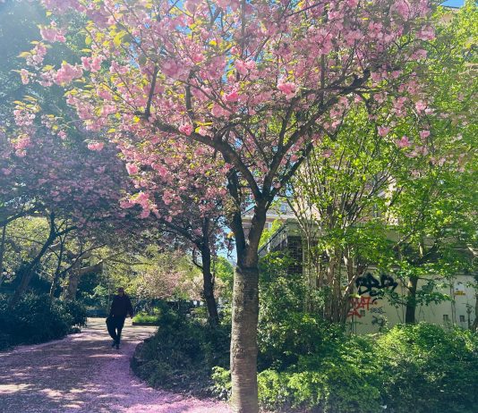 6x Amsterdam-West: welke lentewandeling past bij jou?