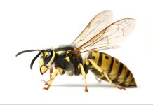 Ongedierte in Amsterdam-West: je bent niet de enige bewoner