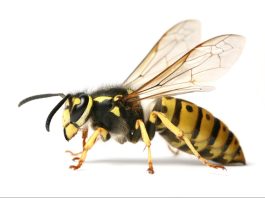 Ongedierte in Amsterdam-West: je bent niet de enige bewoner