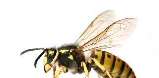 Ongedierte in Amsterdam-West: je bent niet de enige bewoner