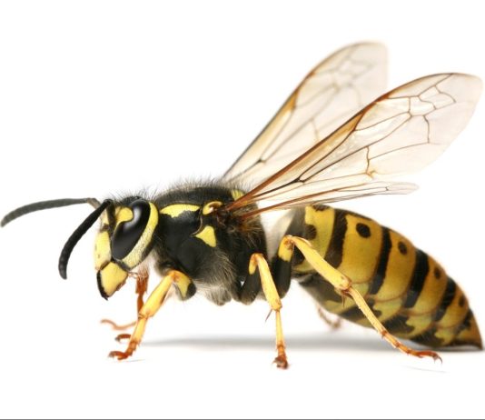 Ongedierte in Amsterdam-West: je bent niet de enige bewoner