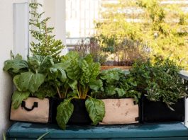 Moestuinen voor Mokum: zelf voedsel verbouwen met gratis moestuinpakket