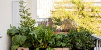 Moestuinen voor Mokum: zelf voedsel verbouwen met gratis moestuinpakket