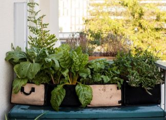 Moestuinen voor Mokum: zelf voedsel verbouwen met gratis moestuinpakket