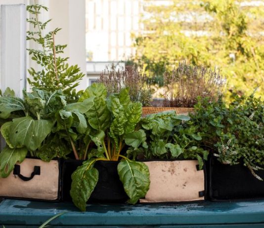Moestuinen voor Mokum: zelf voedsel verbouwen met gratis moestuinpakket