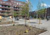 Bomen maken Witte de Withplein aantrekkelijker