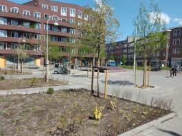 Bomen maken Witte de Withplein aantrekkelijker