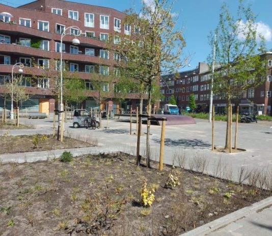Bomen maken Witte de Withplein aantrekkelijker
