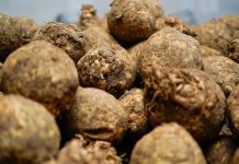 400 ton knolselderij wacht óf vernietiging óf een bord in Amsterdam-West