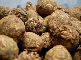400 ton knolselderij wacht óf vernietiging óf een bord in Amsterdam-West