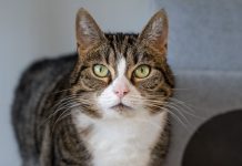 Een tweede kans voor Flipper