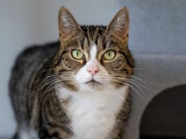 Een tweede kans voor Flipper