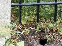 Ratten voelen zich goed thuis op het Bellamyplein