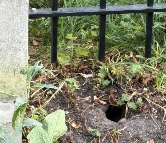 Ratten voelen zich goed thuis op het Bellamyplein